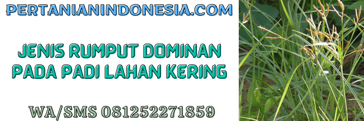 jenis,gulma,rumput liar,budidaya,budidaya padi,pertanian indonesia